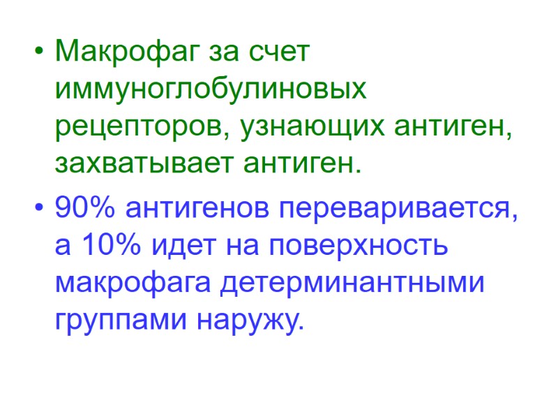 Макрофаг за счет иммуноглобулиновых рецепторов, узнающих антиген, захватывает антиген. 90% антигенов переваривается, а 10%